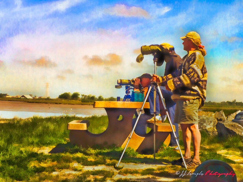 Bird Watchers, Arcata Marsh Sanctuary