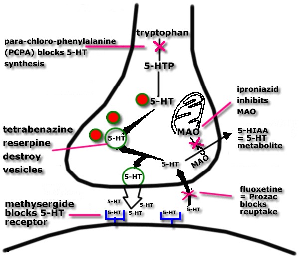 Drug effects diagram